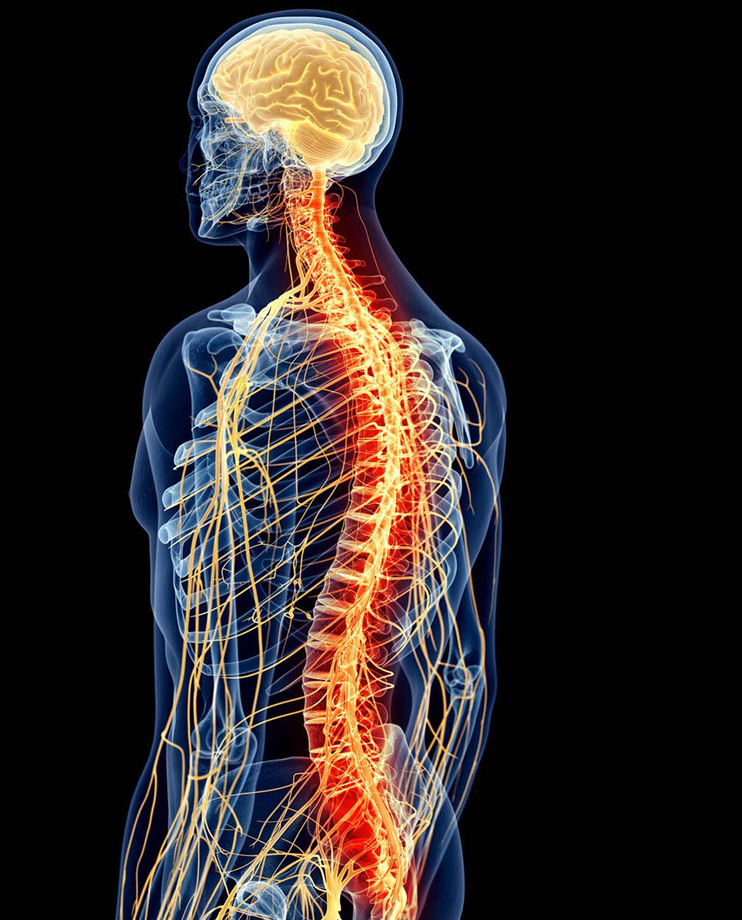 The Science of Spinal Flow Technique