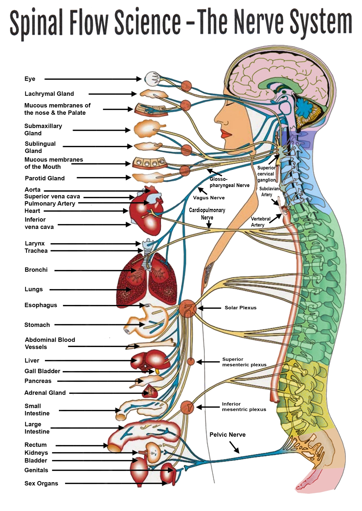 The Science of Spinal Flow Technique